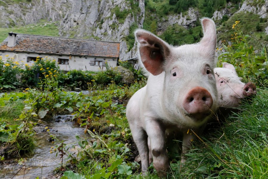 L’agriturismo ai tempi del Coronavirus