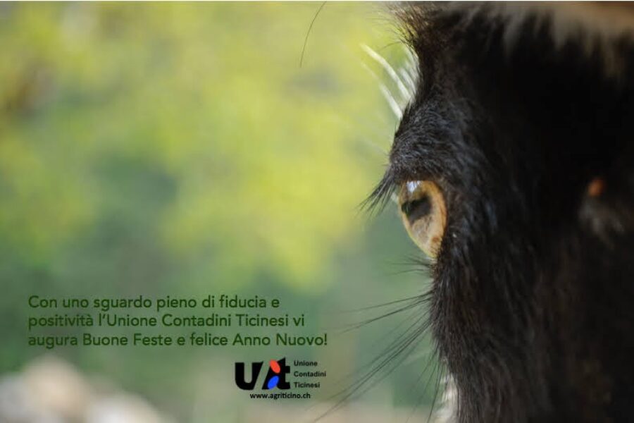 Auguri di Buone Feste!