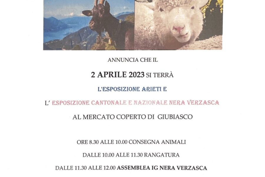 02.04.23 – esposizione arieti e l’esposizione cantonale e nazionale Nera Verzasca