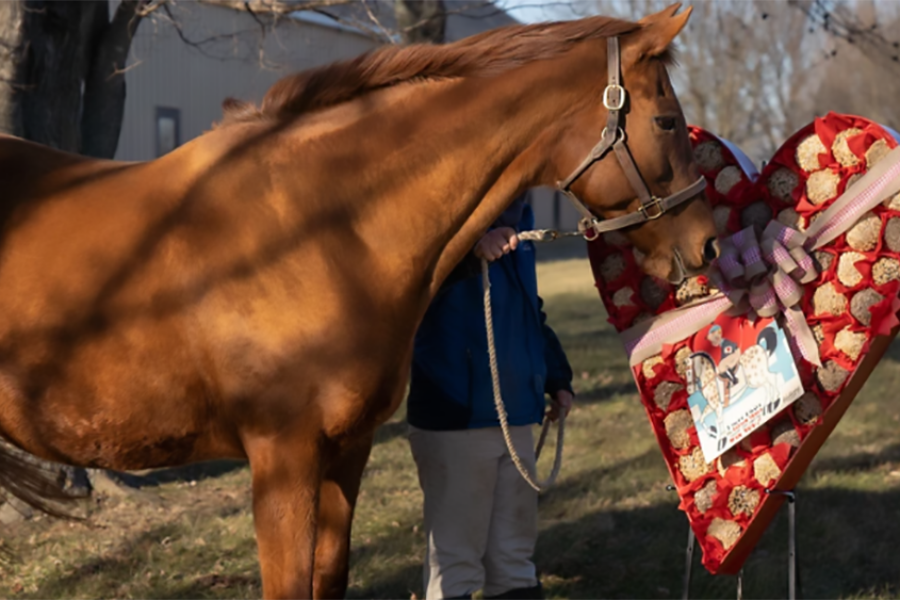 14 febbraio – Festeggiare San Valentino in compagnia del cavallo