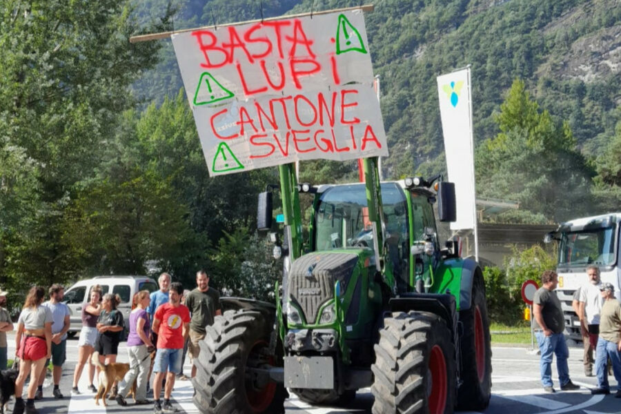 Firmate la petizione “BASTA PERDERE TEMPO! SALVIAMO ORA O MAI PIÙ L’ALLEVAMENTO E L’ATTIVITÀ ALPESTRE IN TICINO!”