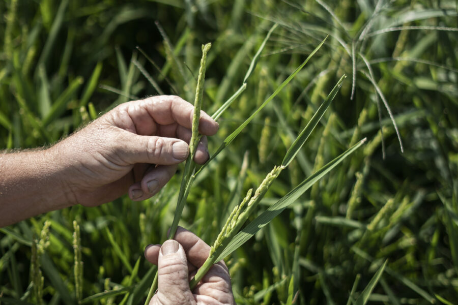 18.04 – secondo incontro del Corso di Erboristeria Ecologica con Matteo Politi